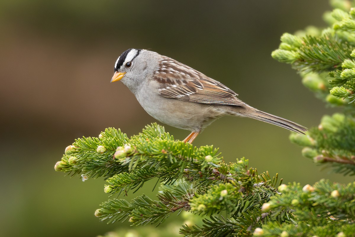 White-crowned Sparrow - ML583578591