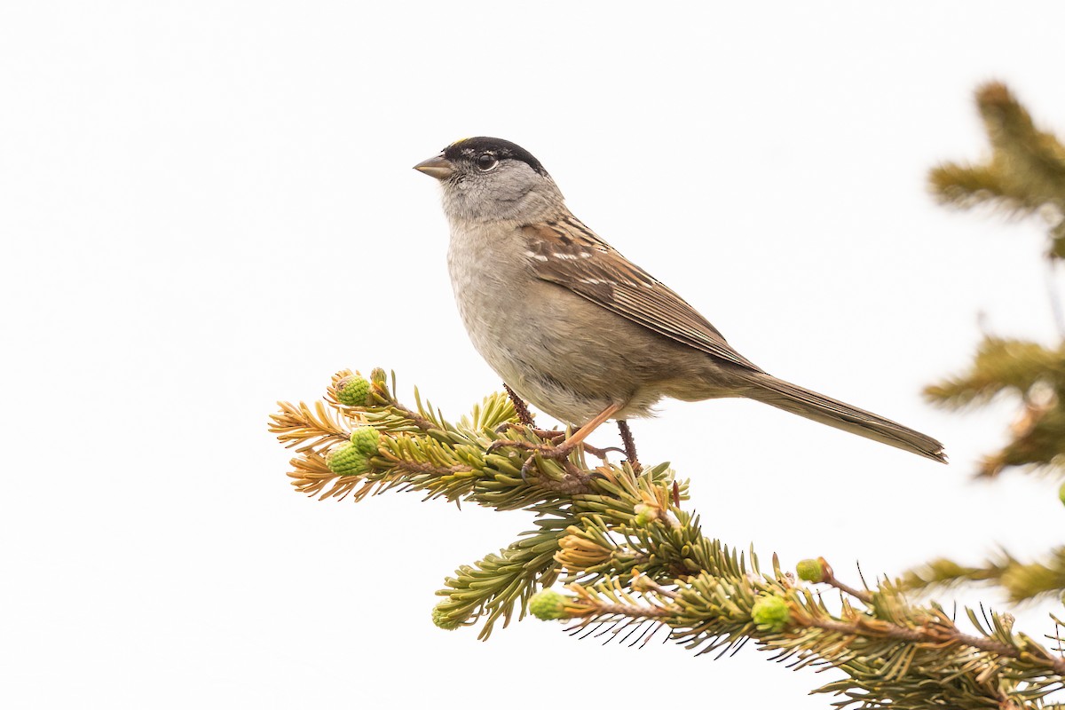 Golden-crowned Sparrow - ML583578621