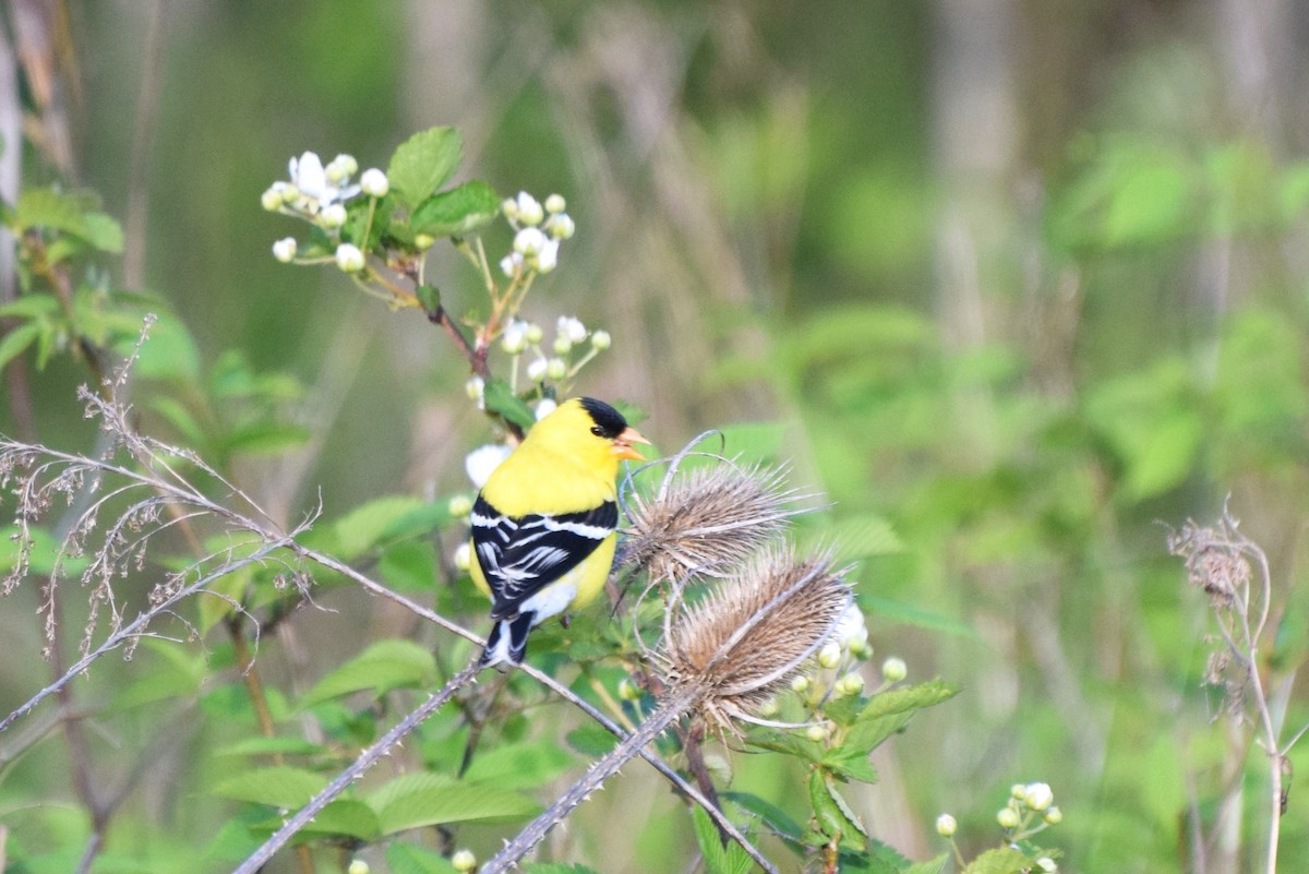 American Goldfinch - irina shulgina