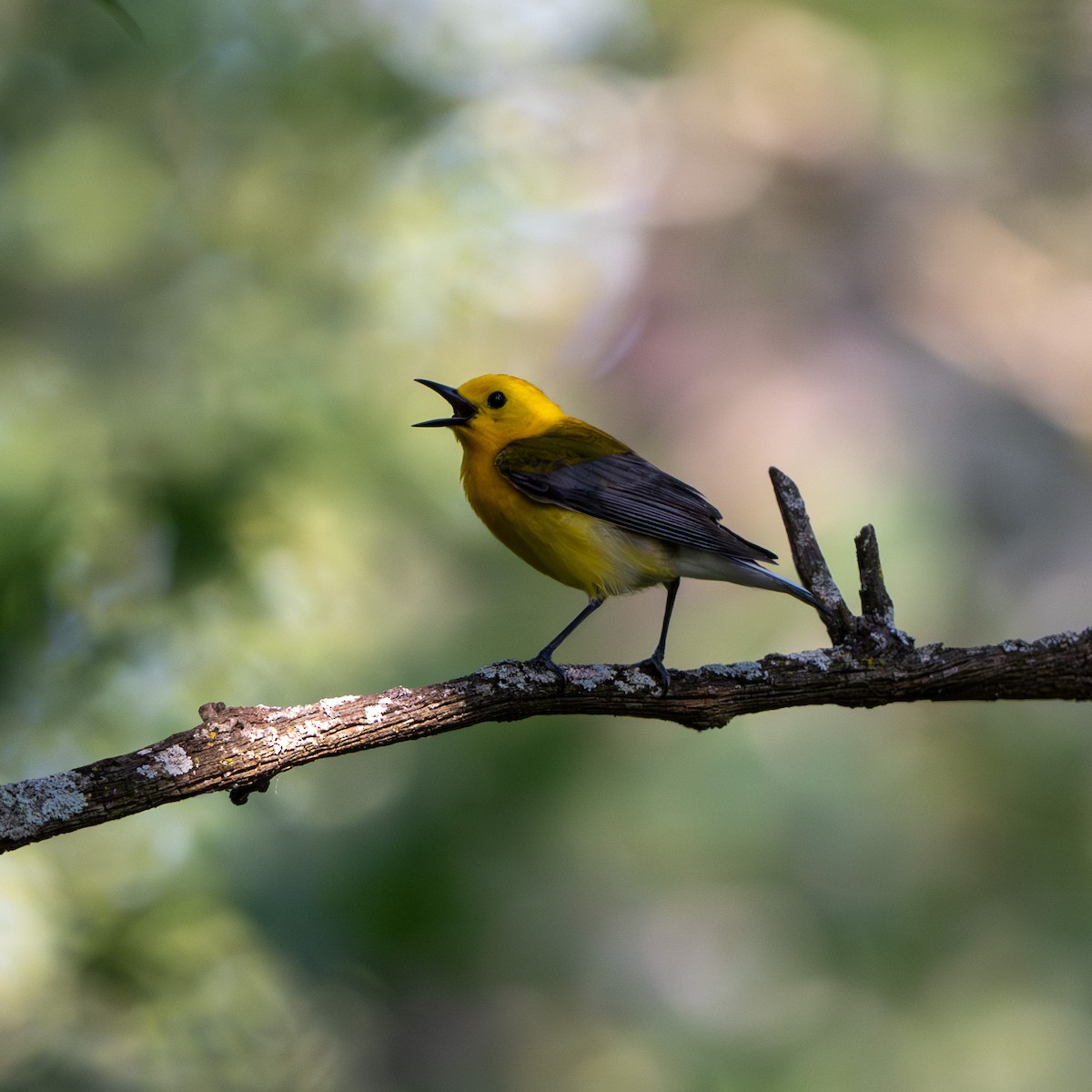 Prothonotary Warbler - ML583588591