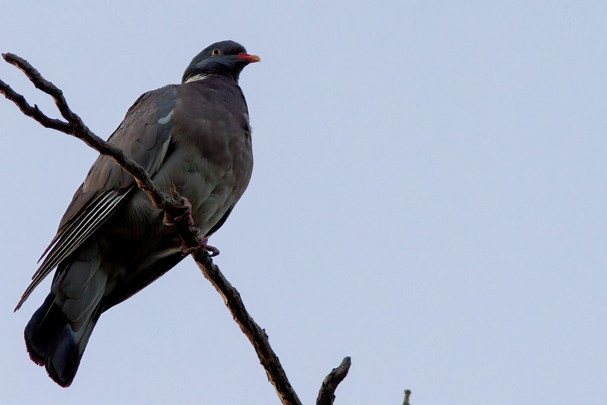 Common Wood-Pigeon - ML583594601