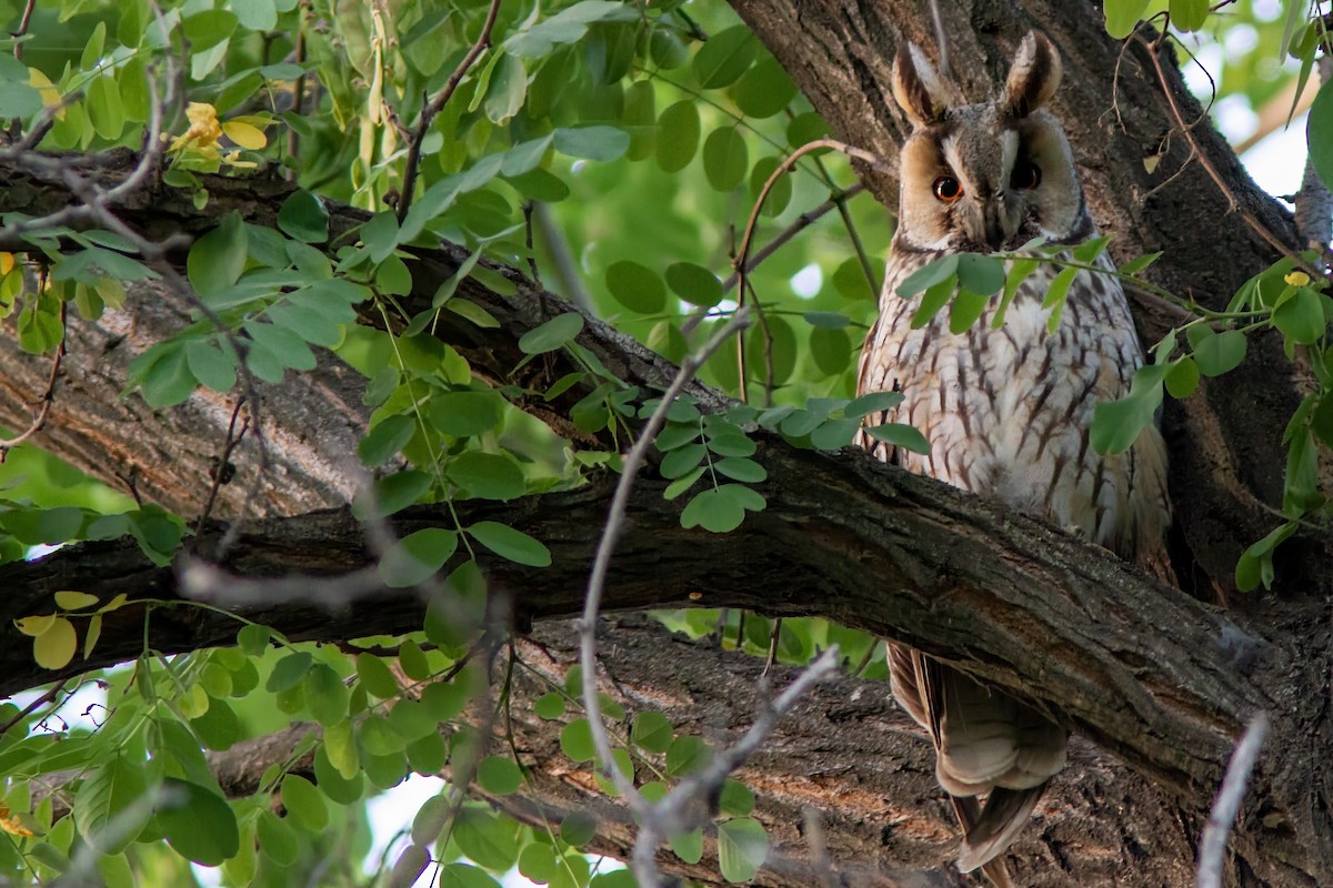 Long-eared Owl - ML583594631
