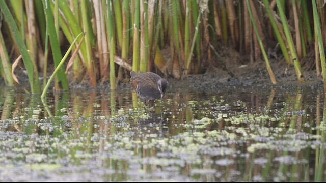 Virginia Rail - ML583595001