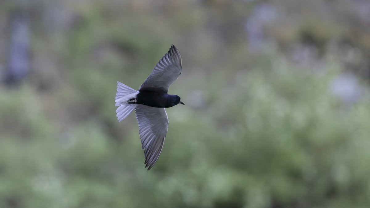 Black Tern - ML583597791