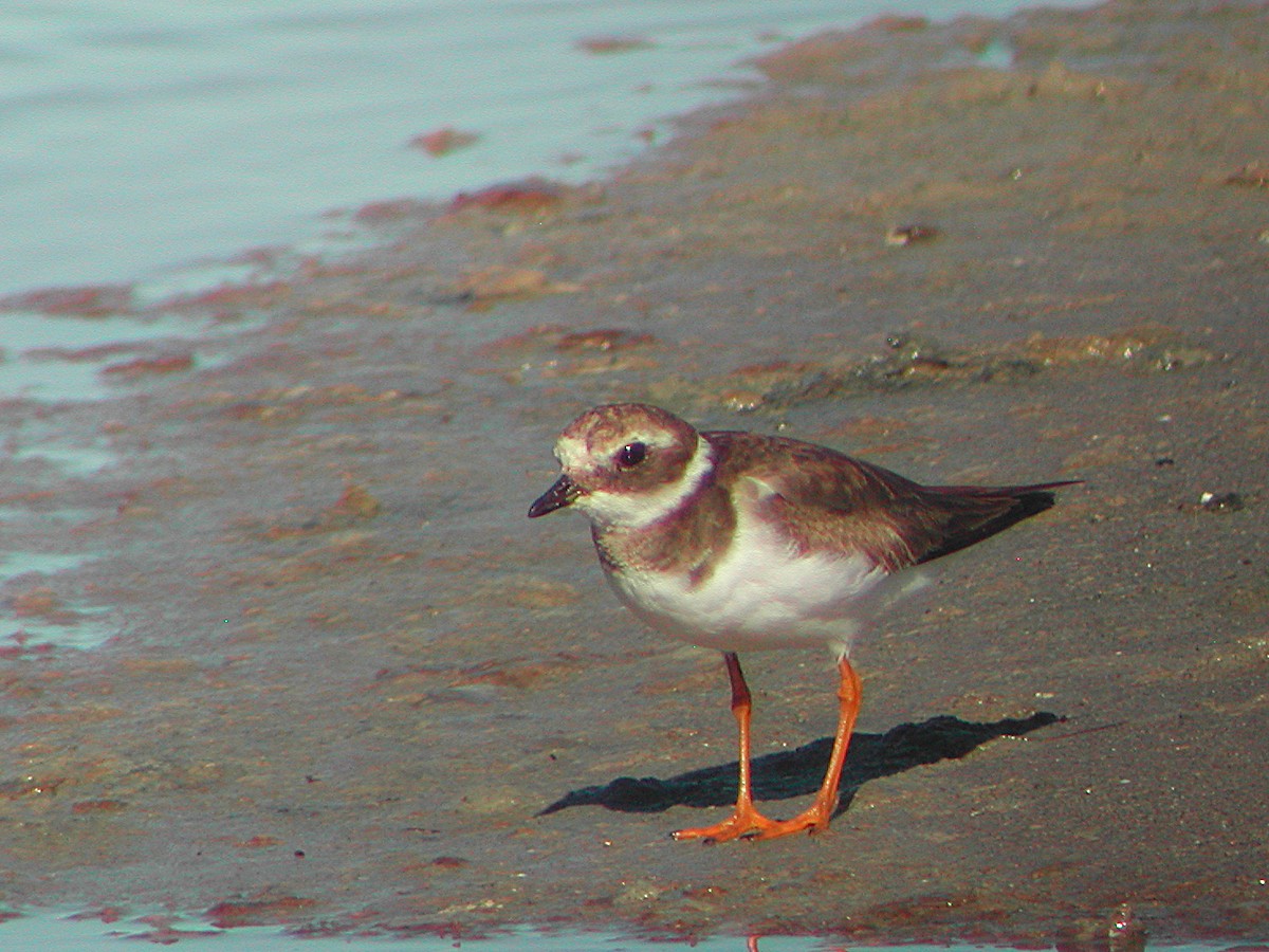 Common Ringed Plover - ML583598581