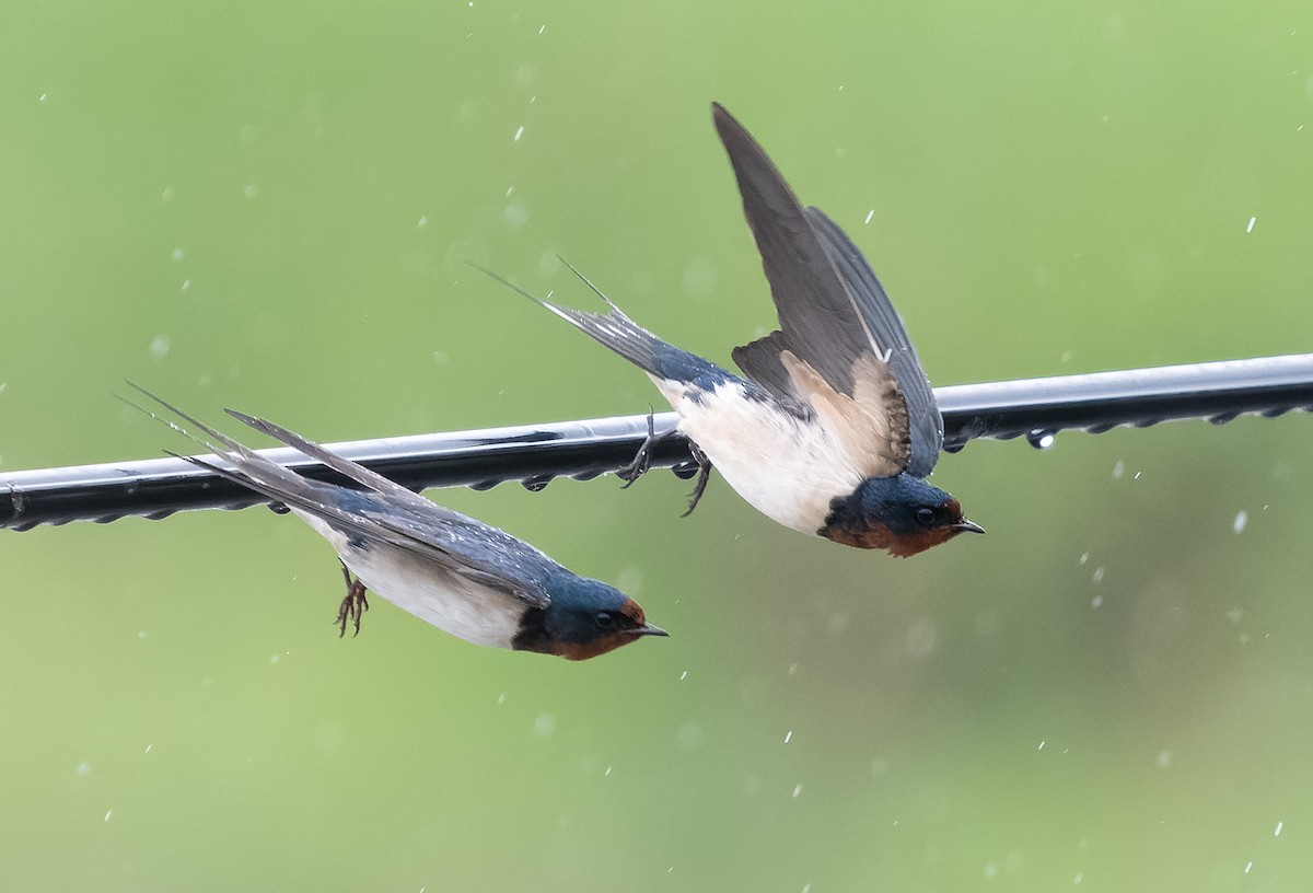 Barn Swallow (Buff-bellied) - ML583598971