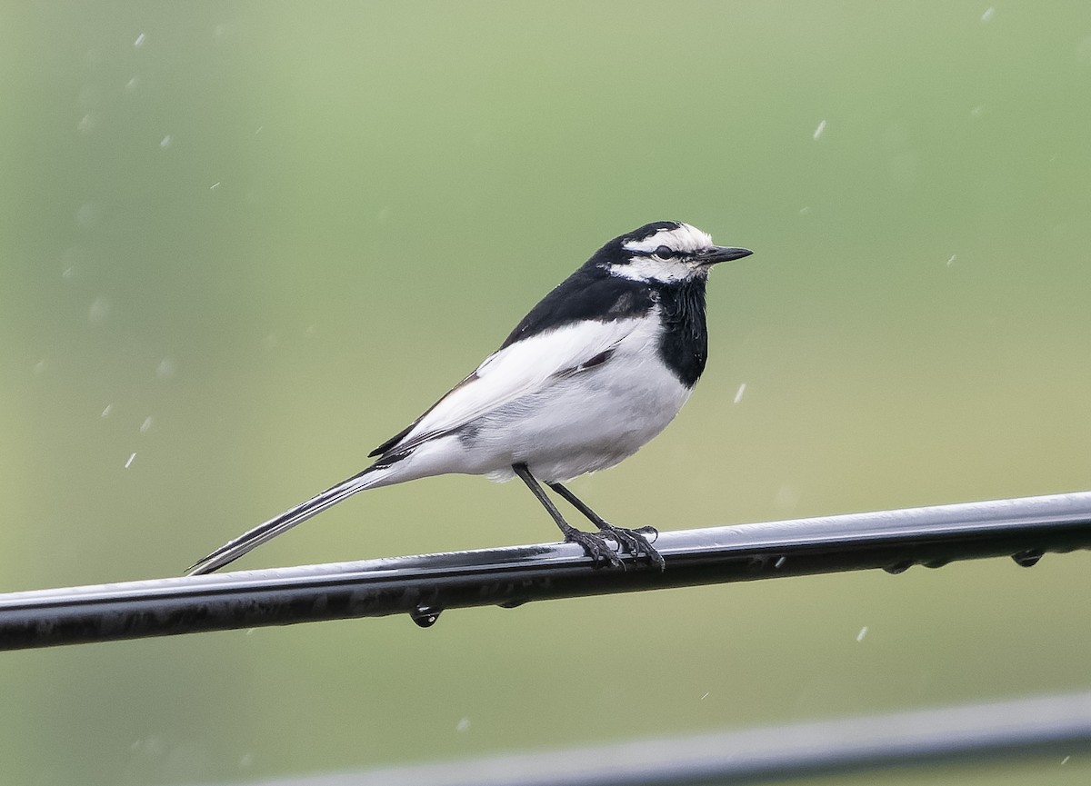 White Wagtail (Black-backed) - ML583599521