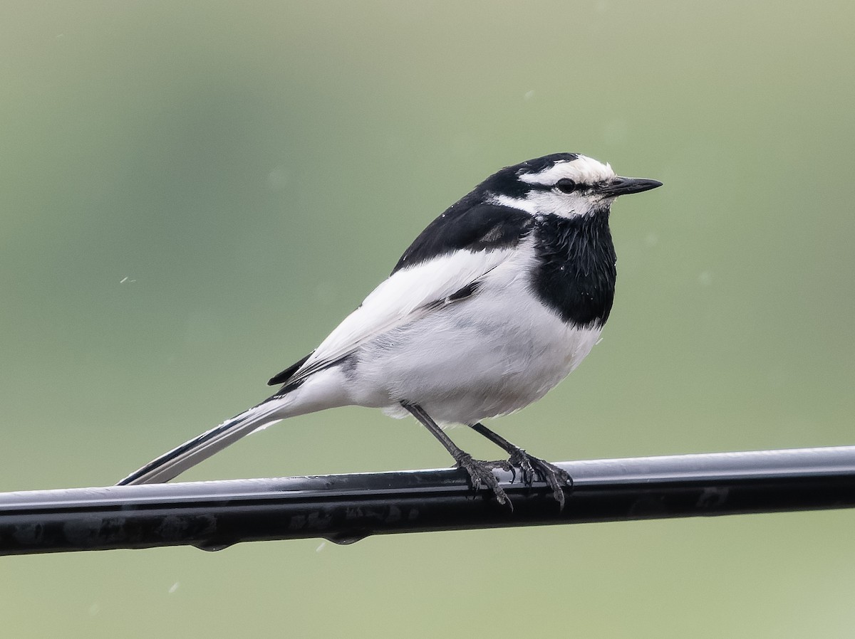 White Wagtail (Black-backed) - ML583599581