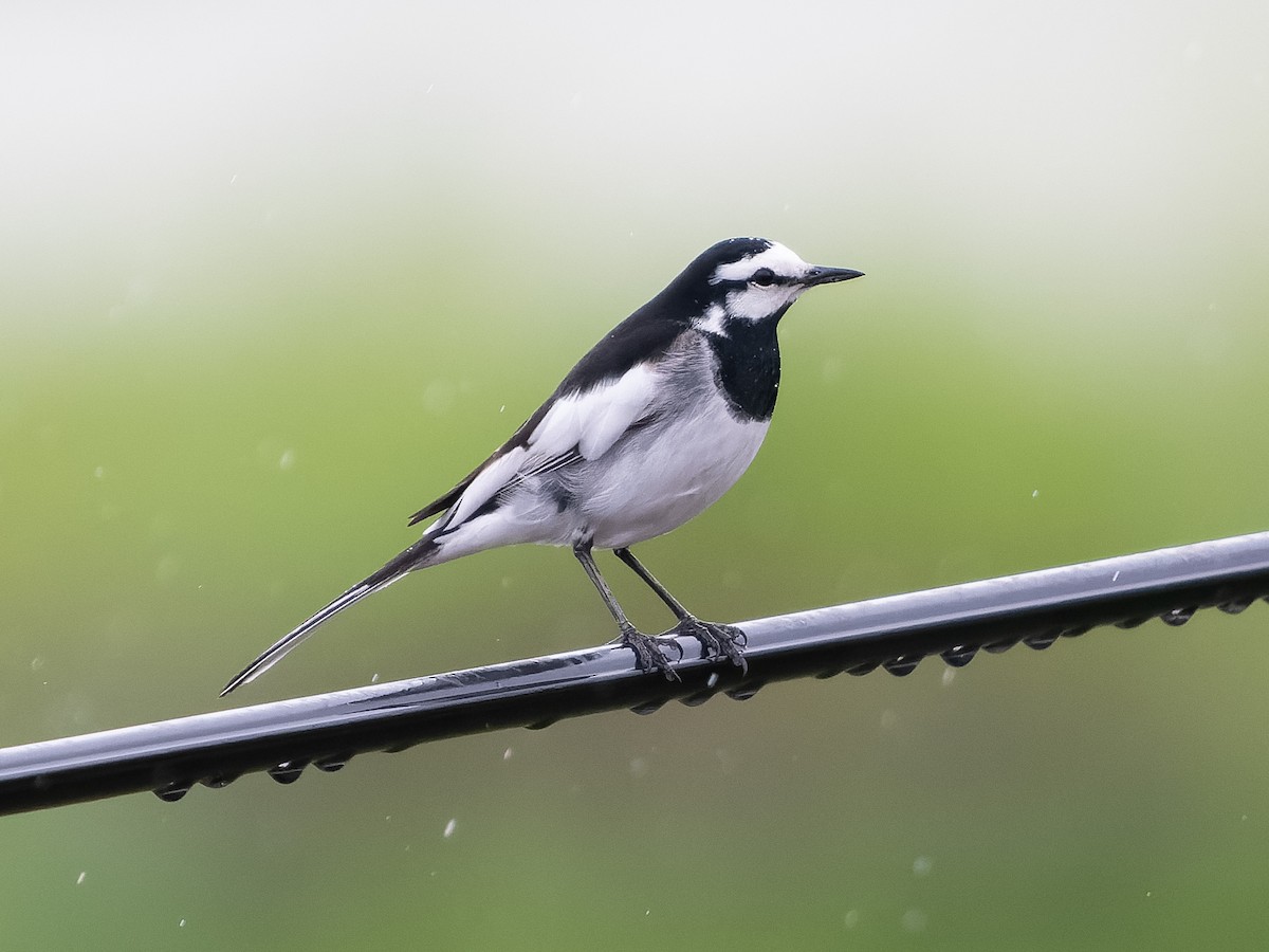 White Wagtail (Black-backed) - ML583599661