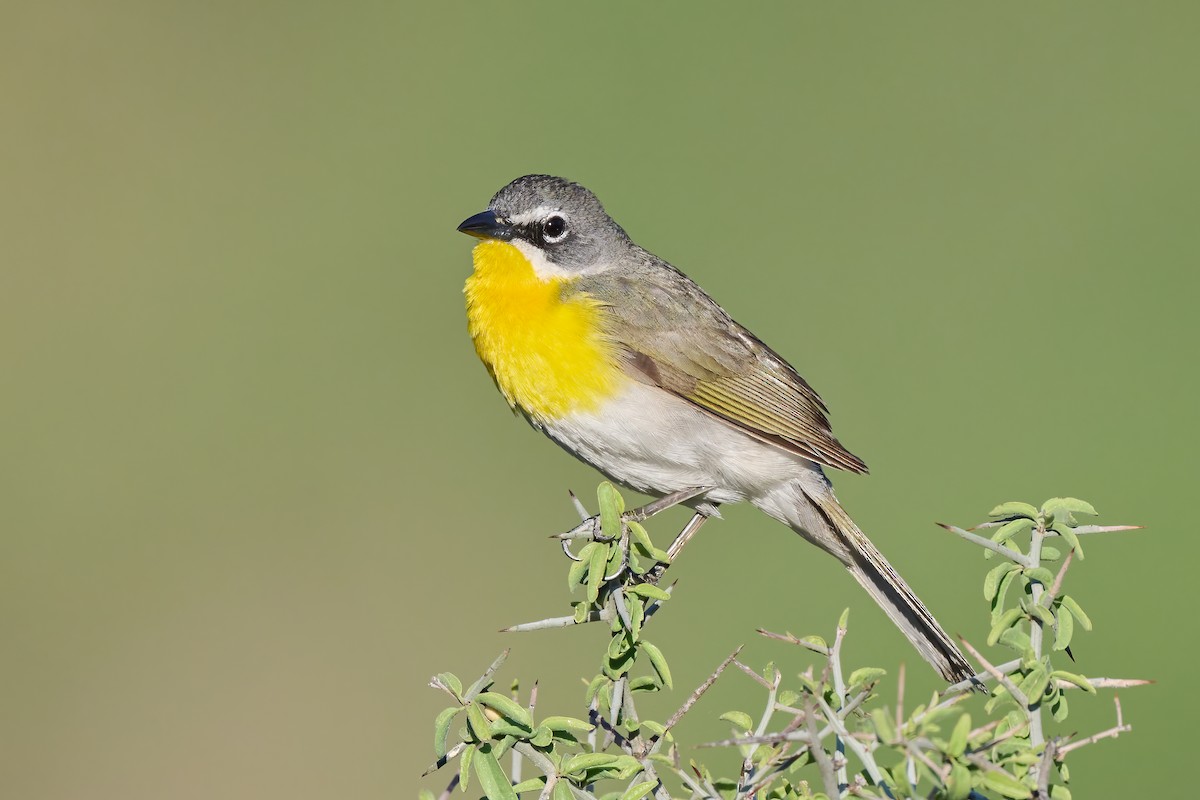 Yellow-breasted Chat - ML583601551