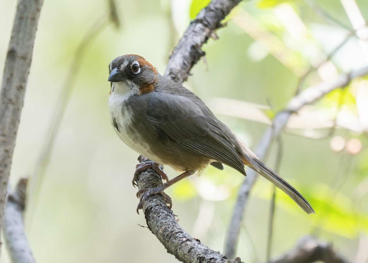 Rusty-crowned Ground-Sparrow - Patrick Van Thull