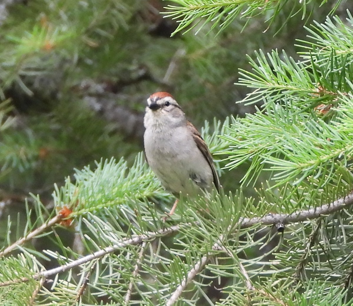 Chipping Sparrow - ML583606311