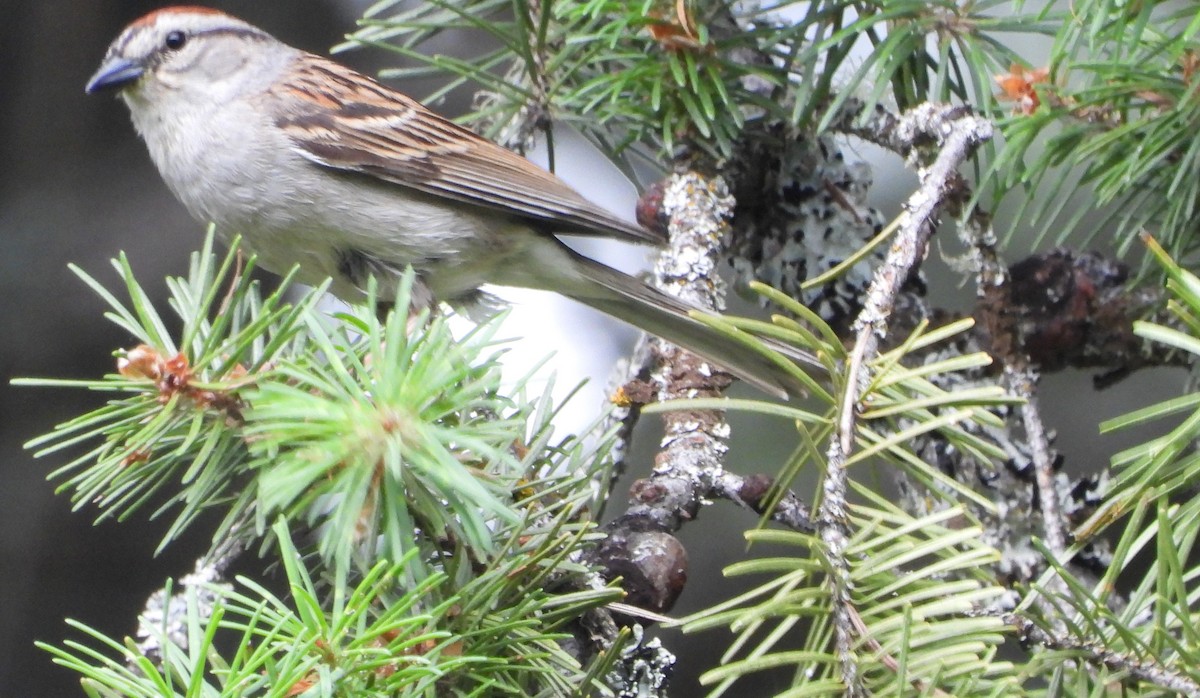 Chipping Sparrow - ML583606491
