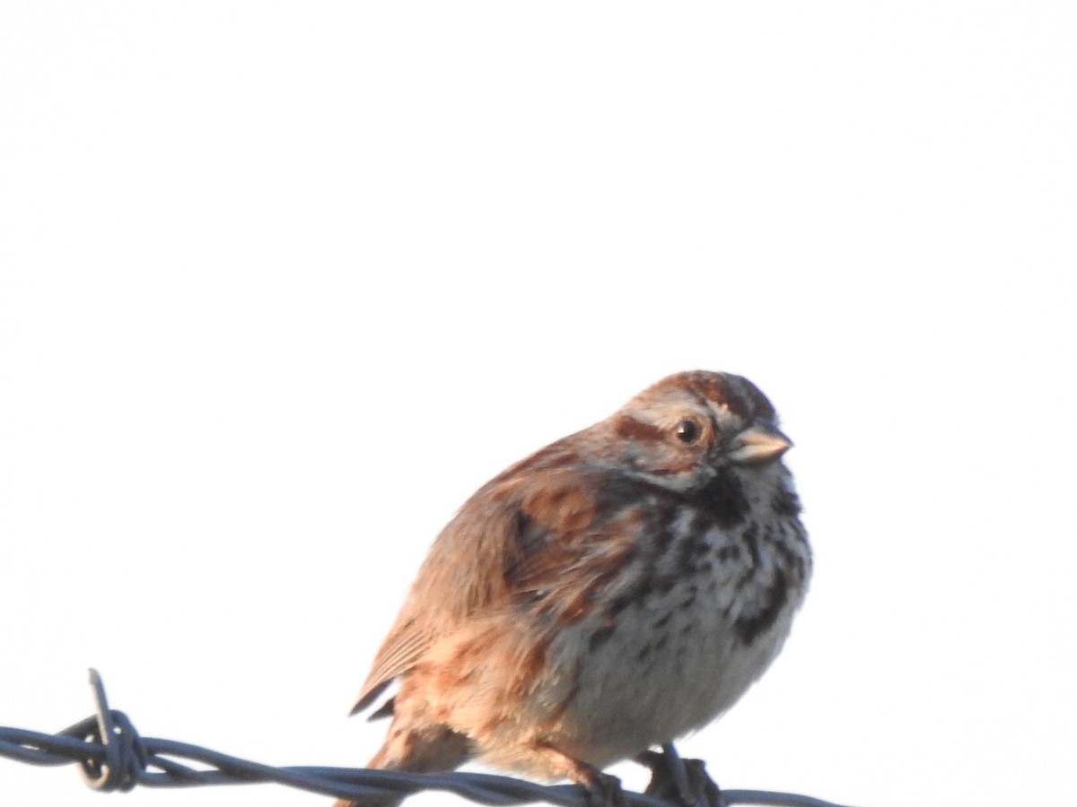 Song Sparrow - ML583606531