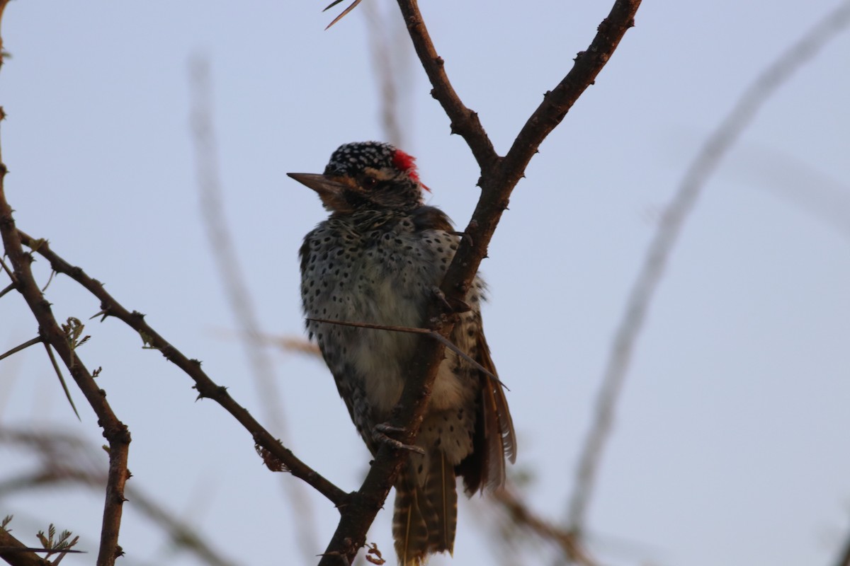 Nubian Woodpecker - ML583609301