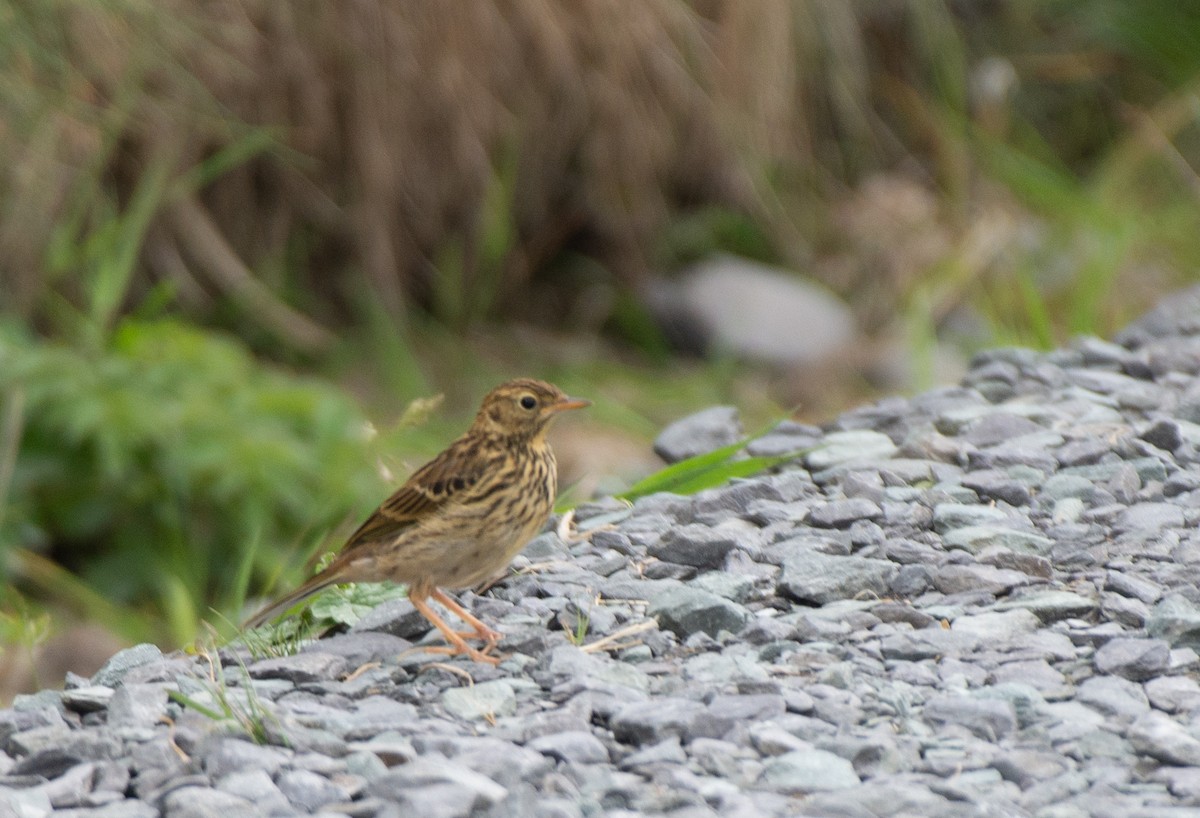 Meadow Pipit - ML583611301