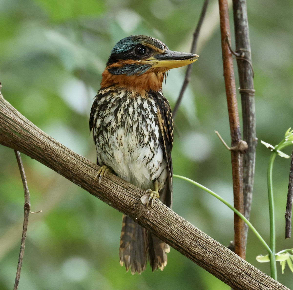 Spotted Kingfisher - ML583615911