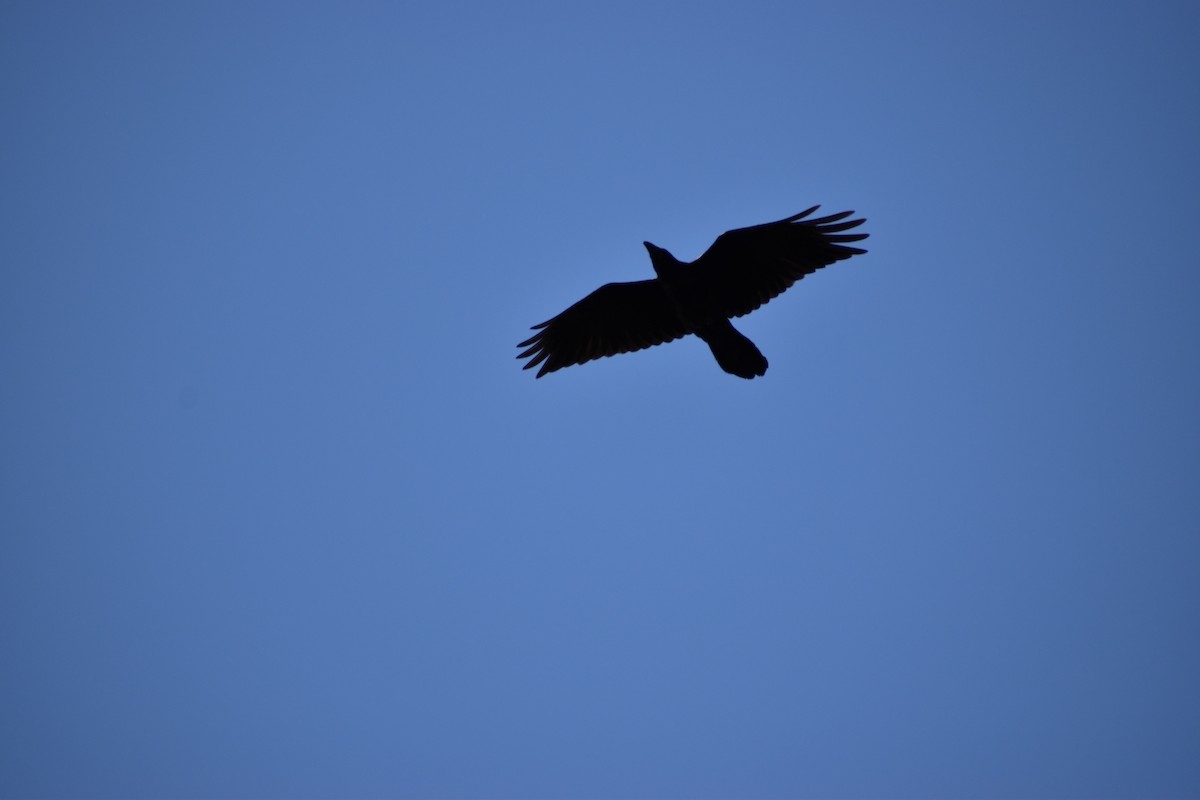 Common Raven - ML583620301