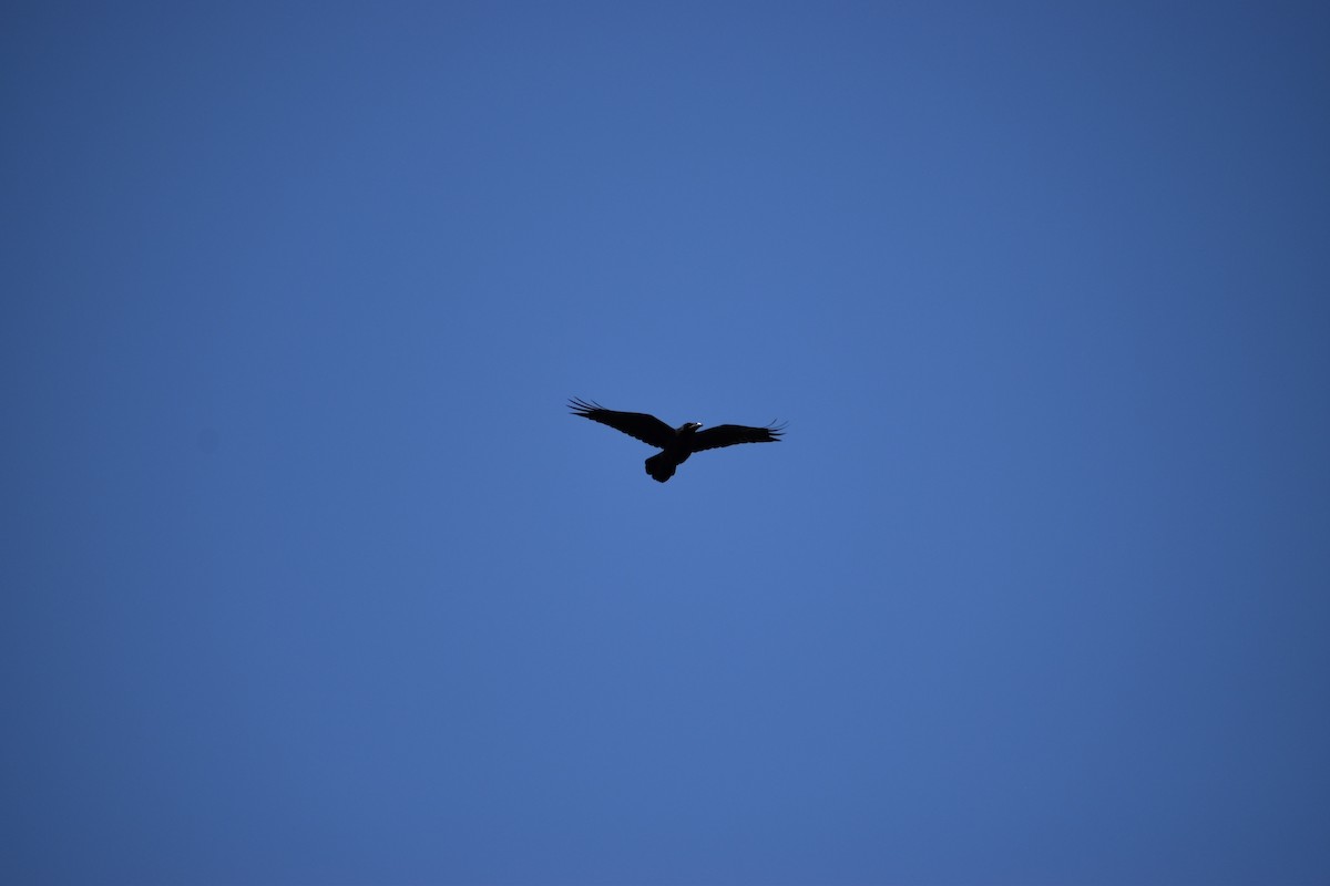 Common Raven - ML583620311