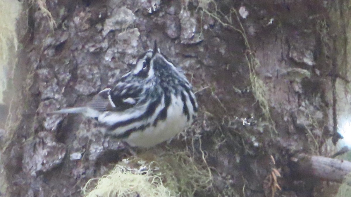 Black-and-white Warbler - ML583620781