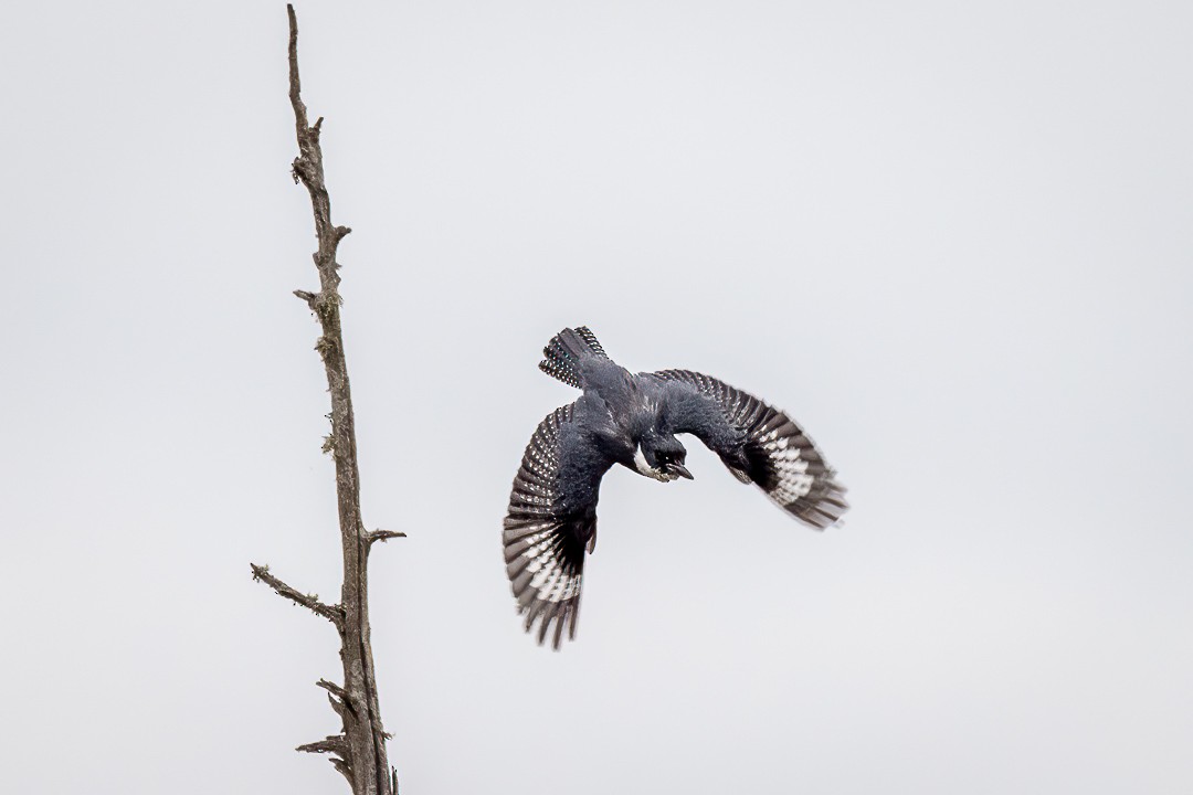 Belted Kingfisher - ML583622151
