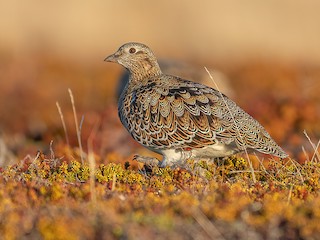  - White-bellied Seedsnipe