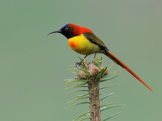  - Fire-tailed Sunbird