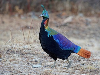  - Himalayan Monal