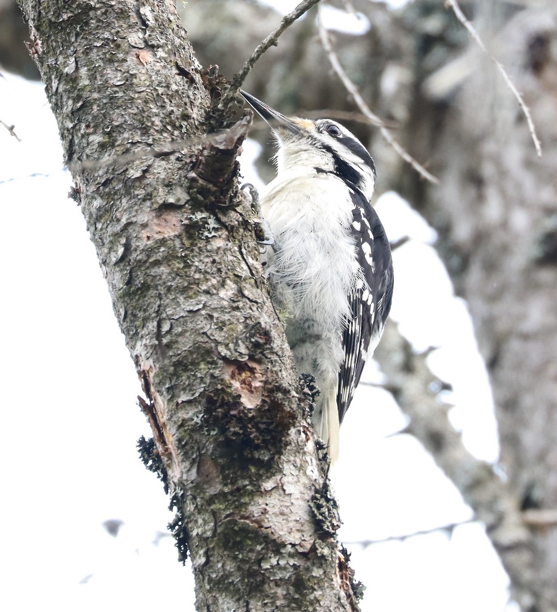 Hairy Woodpecker - ML583630311