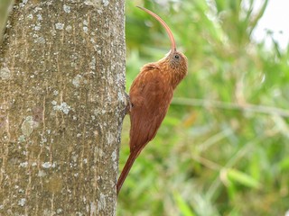  - Red-billed Scythebill