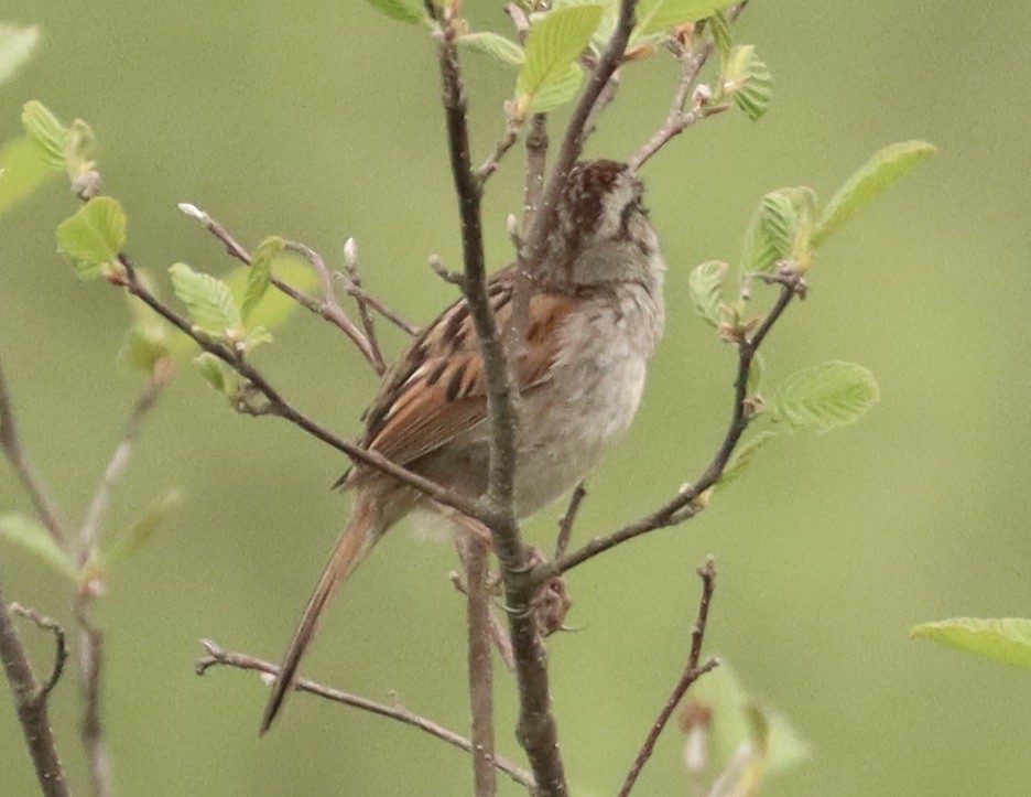 Swamp Sparrow - ML583631401