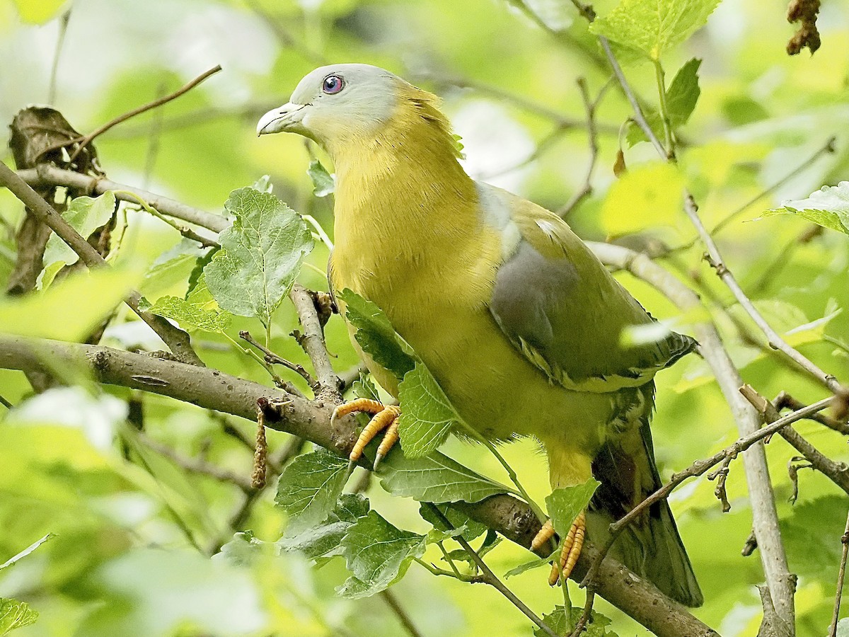 Yellow-footed Green-Pigeon - ML583633431