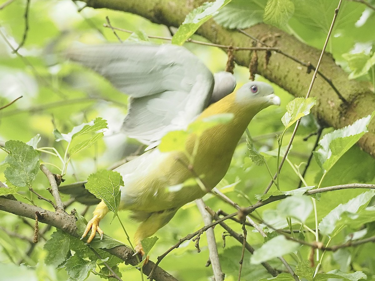 Yellow-footed Green-Pigeon - ML583633451