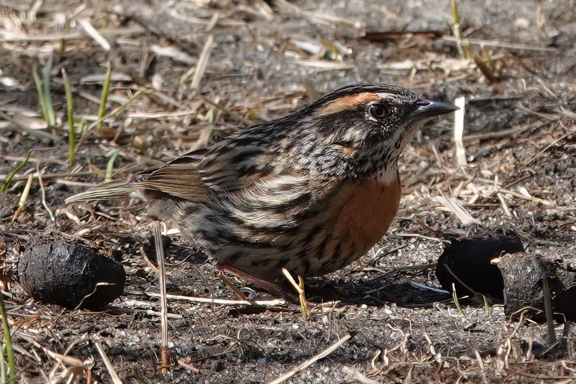 Rufous-breasted Accentor - ML583634561