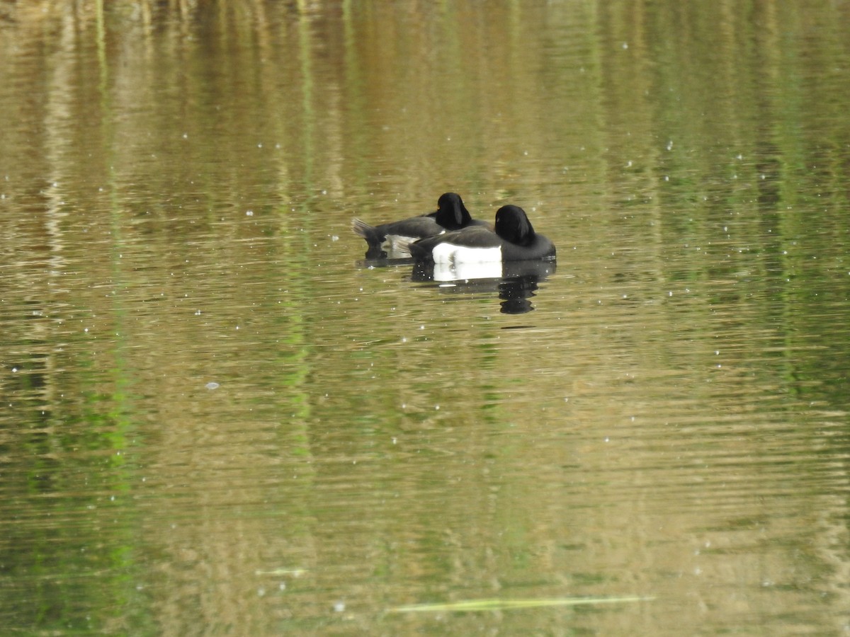 Tufted Duck - ML583637291
