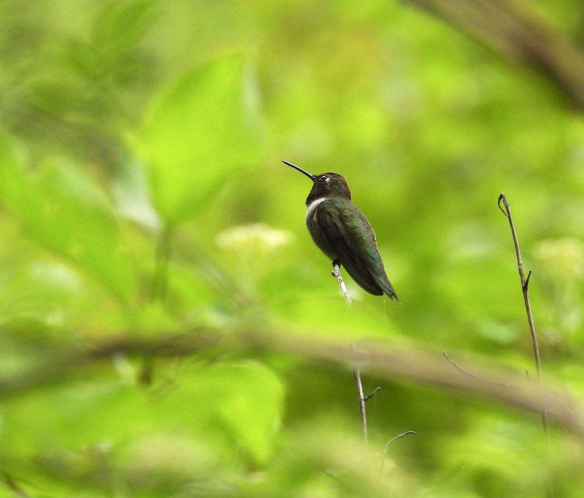 Black-chinned Hummingbird - ML583640011