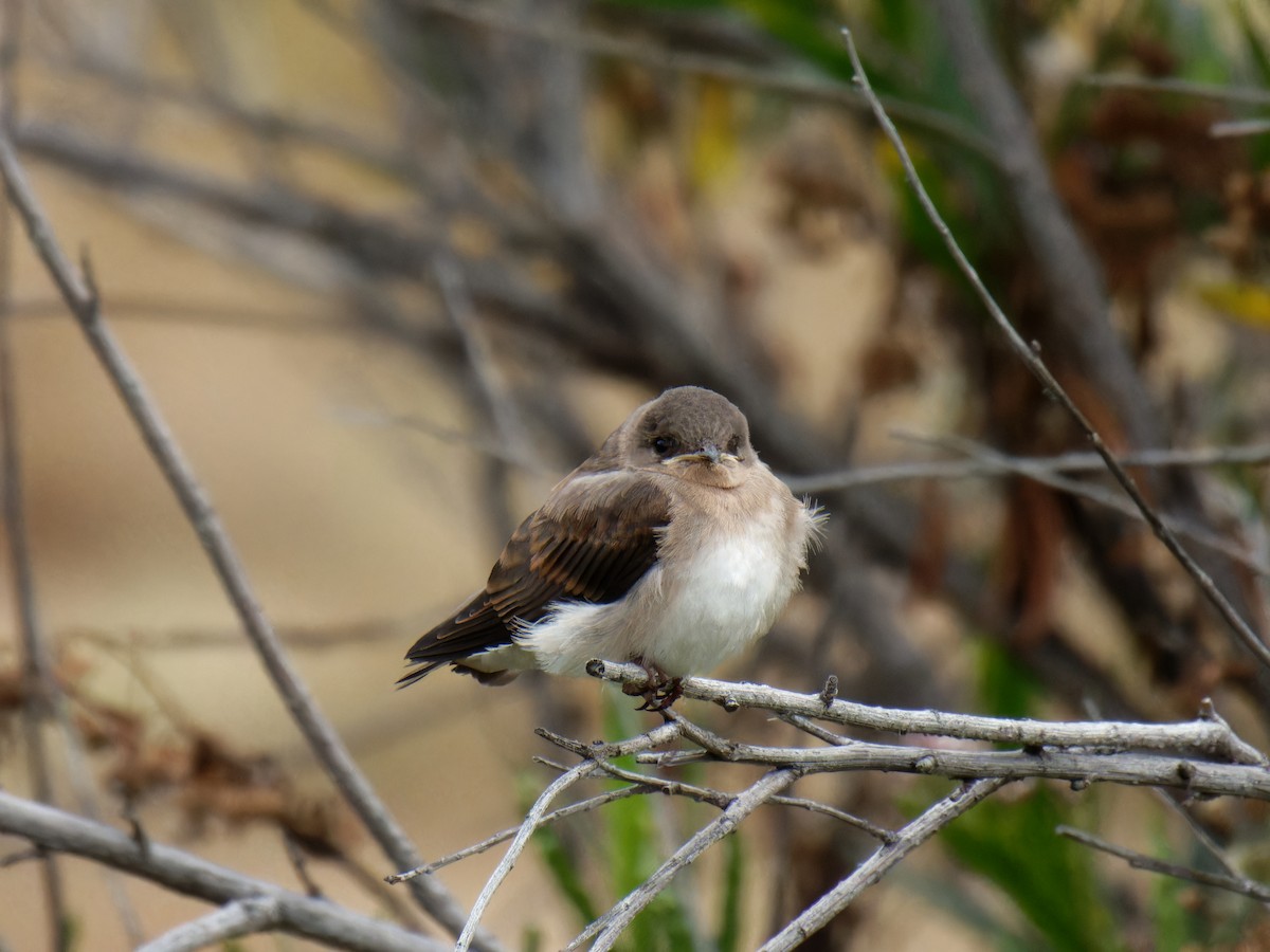 Northern Rough-winged Swallow - ML583641751