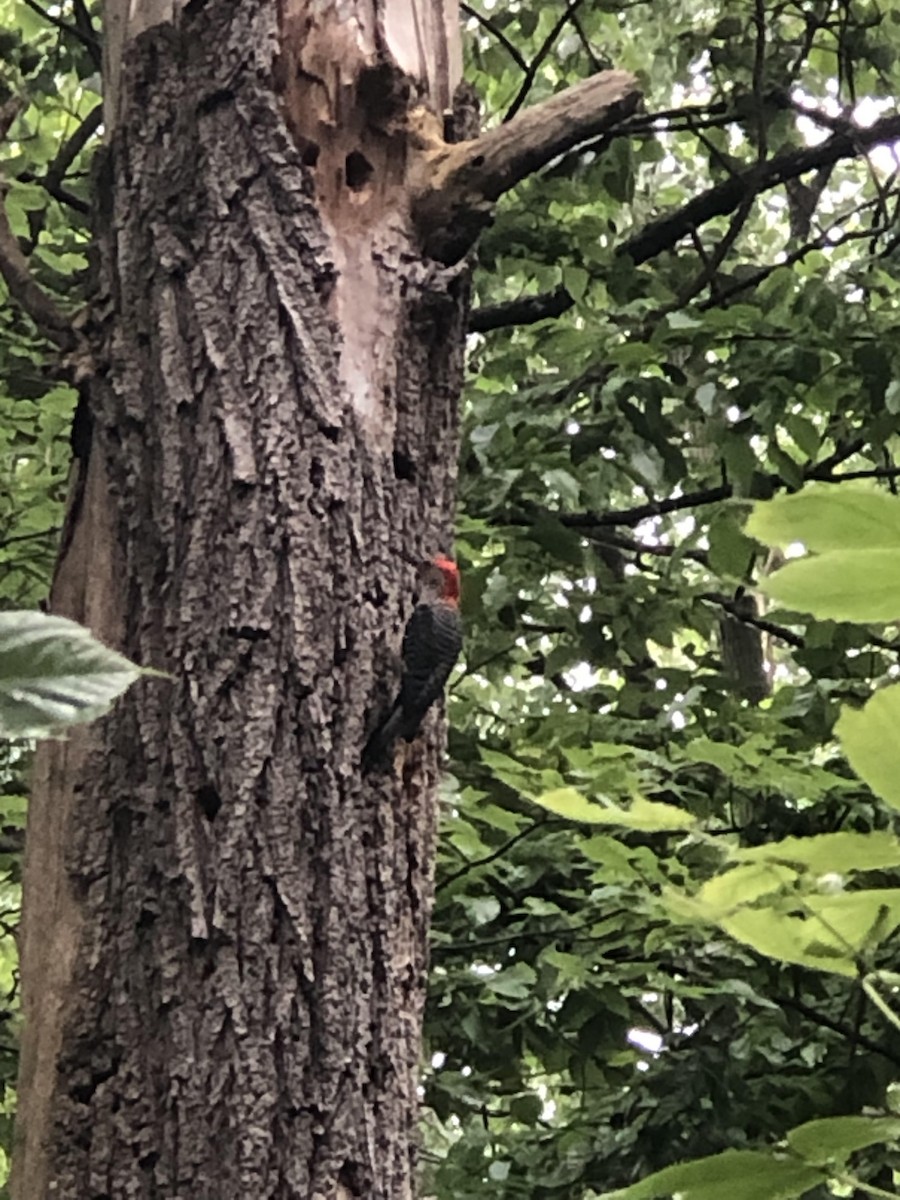 Red-bellied Woodpecker - ML583644081