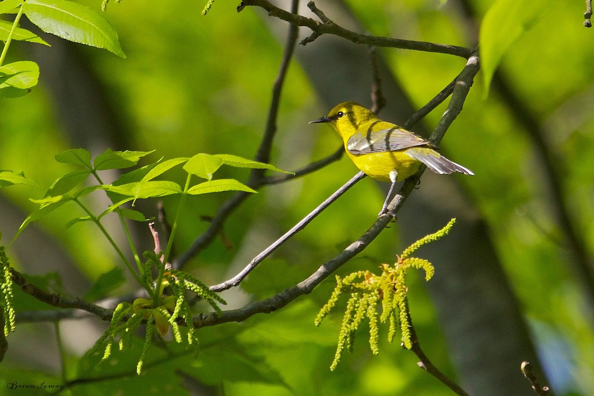 Blue-winged Warbler - Brian Lowry