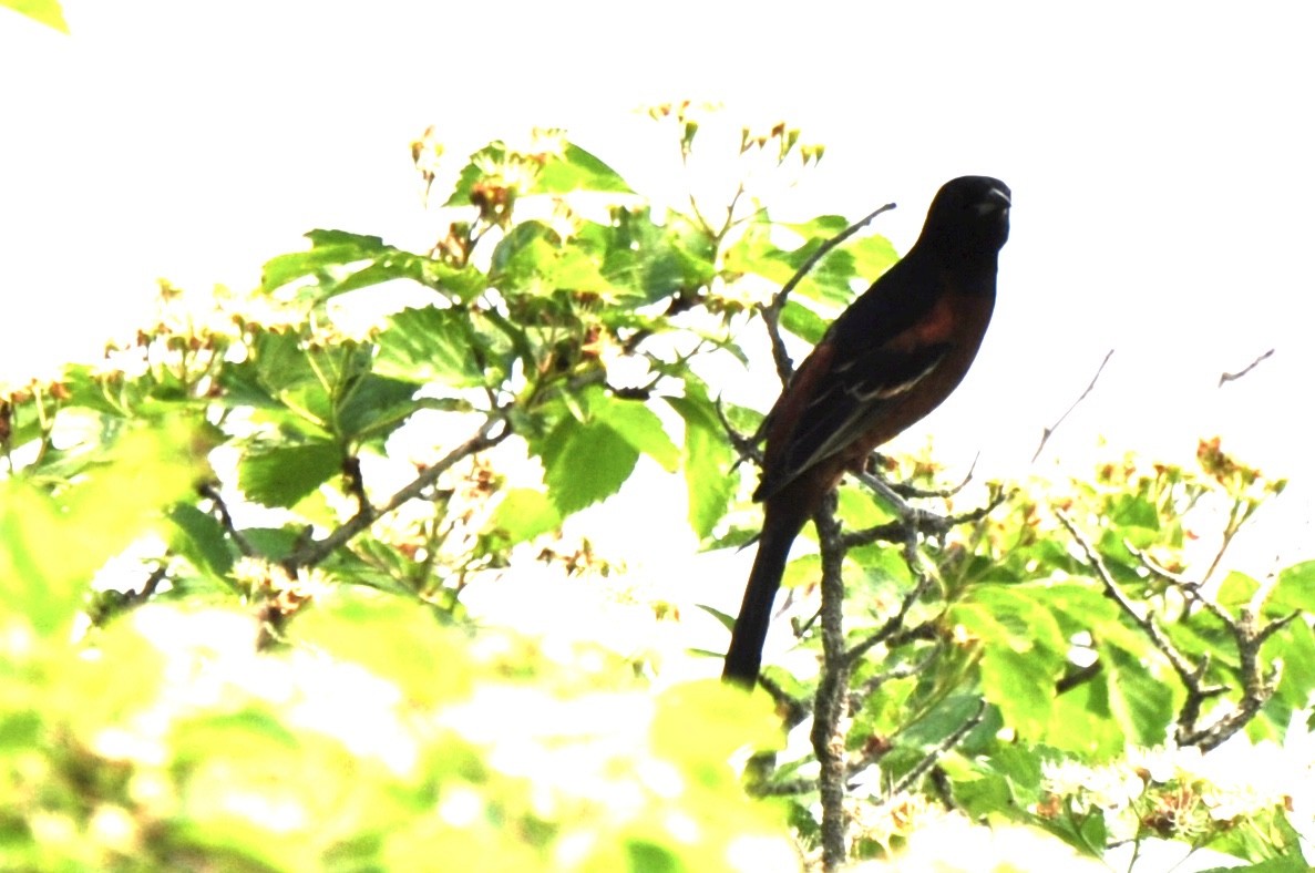 Orchard Oriole - ML583645231