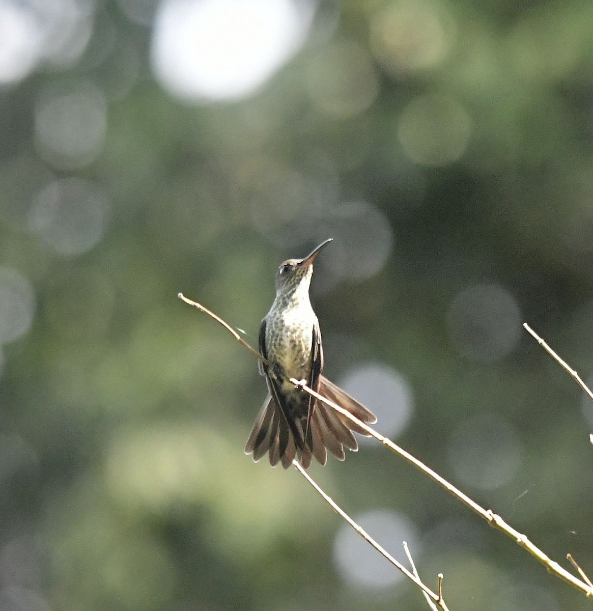 Many-spotted Hummingbird - ML583646541