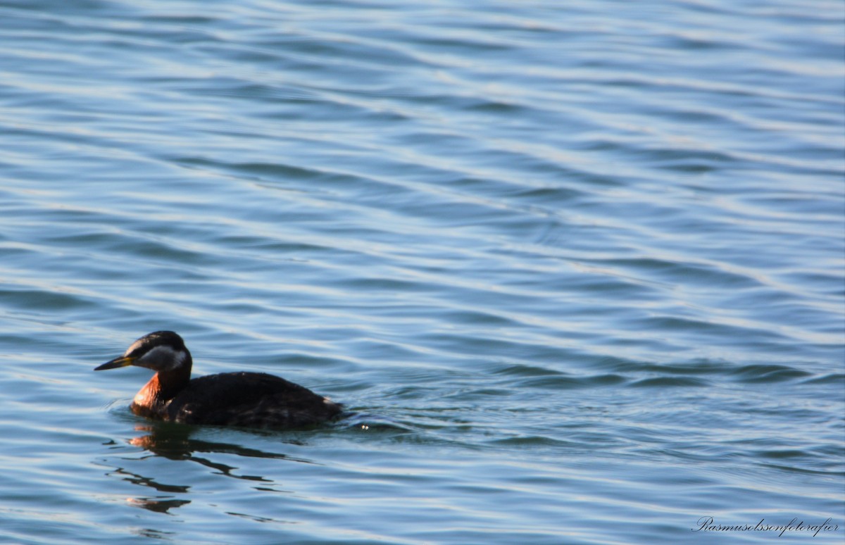 Red-necked Grebe - ML583648311