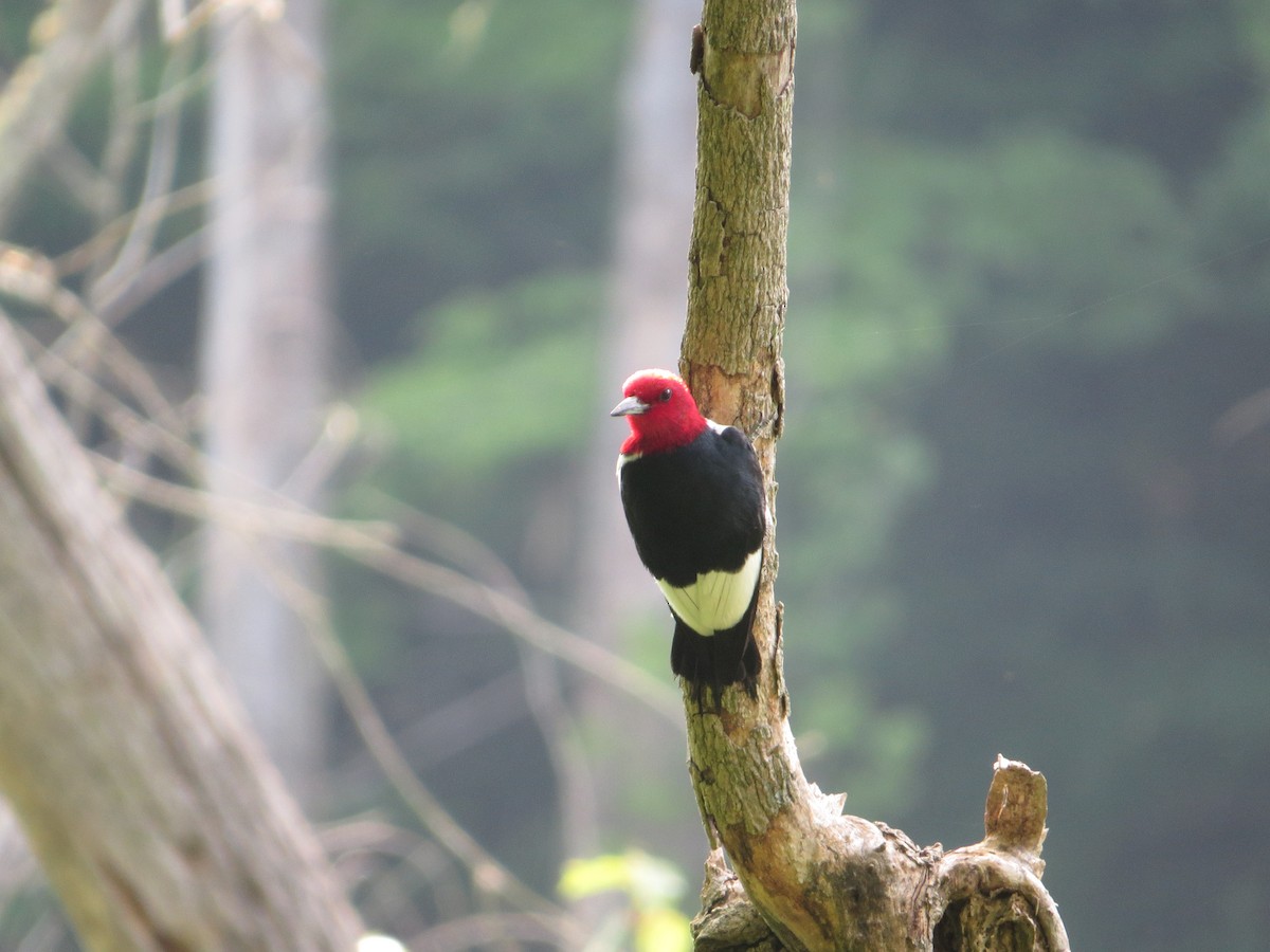 Red-headed Woodpecker - carolyn mcallaster