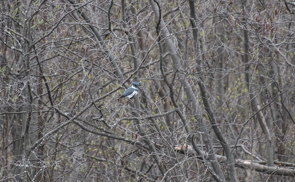 Belted Kingfisher - ML58364941