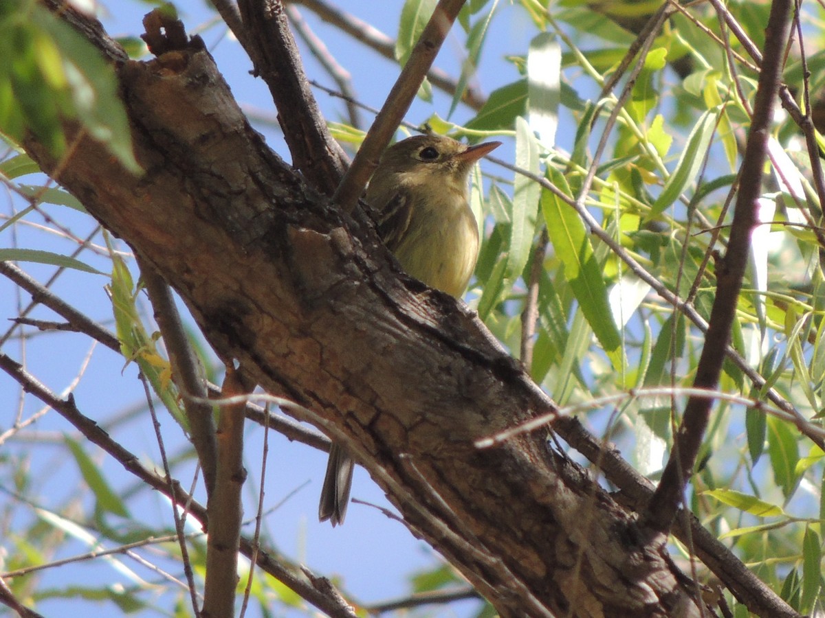 Western Flycatcher (Pacific-slope) - Brian Johnson