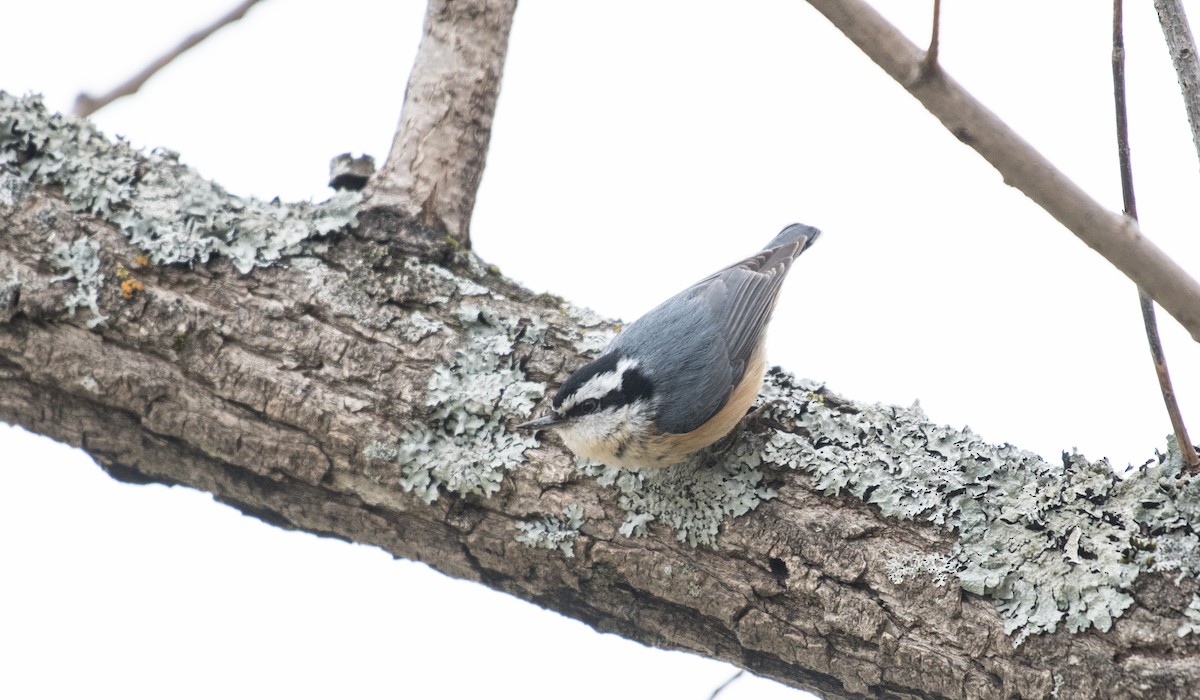 Red-breasted Nuthatch - ML58365211