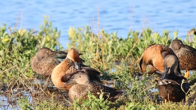 Fulvous Whistling-Duck - ML583653701