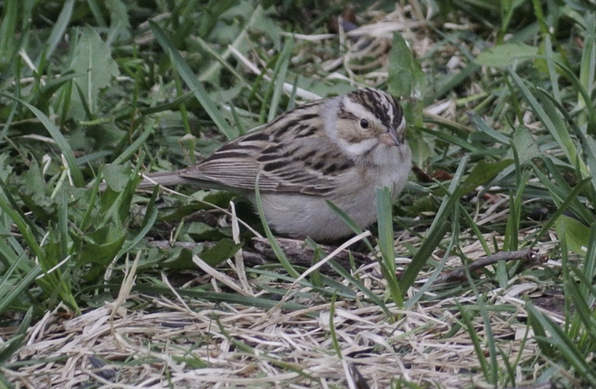 Clay-colored Sparrow - ML583654171