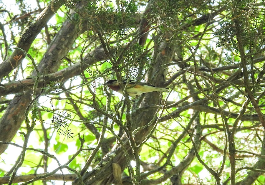 Bay-breasted x Blackpoll Warbler (hybrid) - eBird