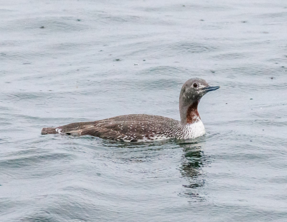 Red-throated Loon - ML583660741